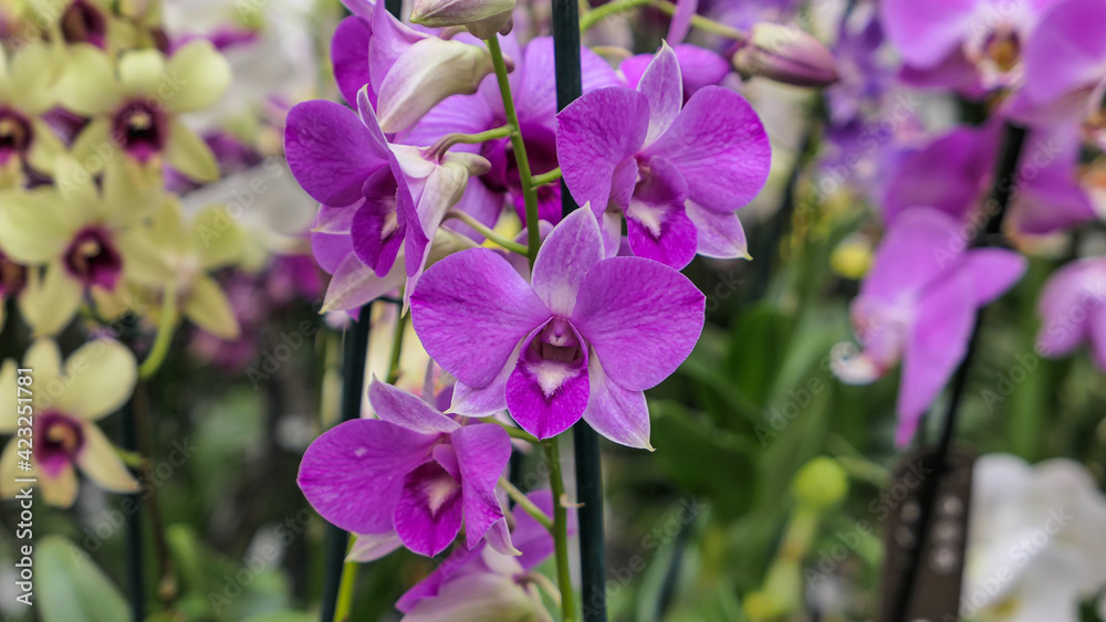 Beautiful phalaenopsis orchids in the greenhouse