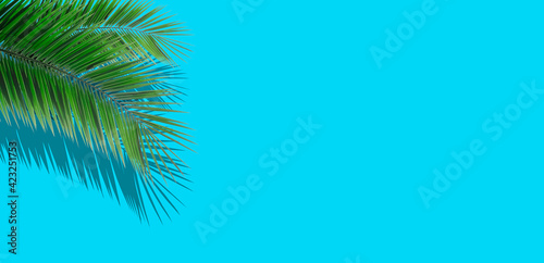 Palm leaves background. Tropical palm leaves on an empty colored background. Summer, tropics, sun, vacation concept