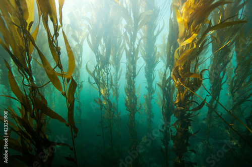Kelp forests in Bluff Cove, Palos Verdes Estates, California.       photo