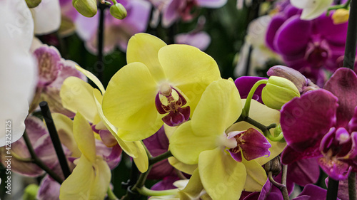 Beautiful phalaenopsis orchids in the greenhouse photo