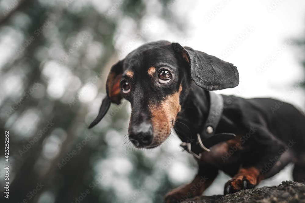 Dachshund dog with beautiful eyes