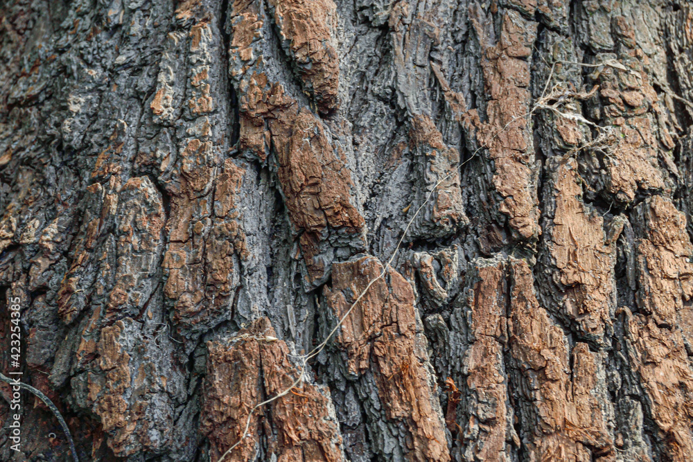 wild old cracked pine tree texture wild old cracked pine tree texture