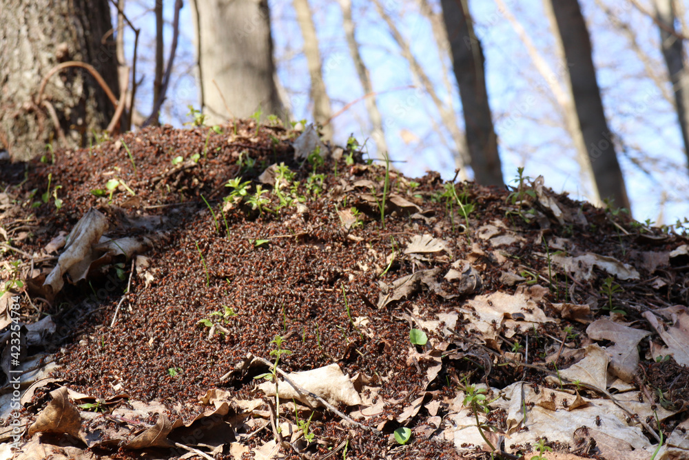 Huge anthill in the spring forest. Ant hill in wood scene Huge anthill in the spring forest. Ant hill in wood scene