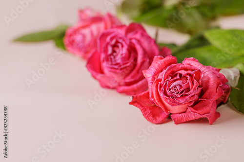 Wilted pink roses lie on a paper background. Horizontal photo of flowers close-up. Beauty of nature.