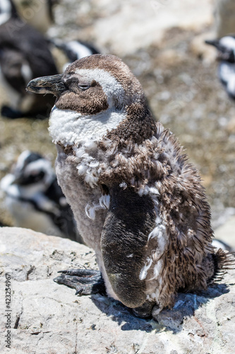 African penguin on the rocks near the ocean in Betty's Bay, Western Cape, South Africa  photo