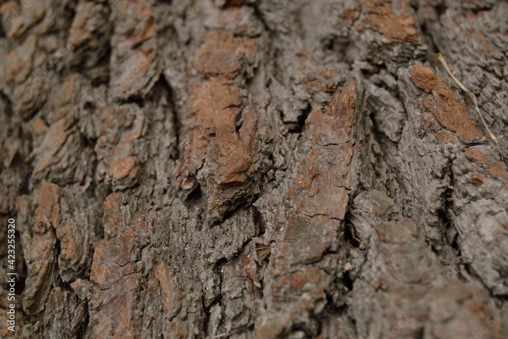 Aged pine tree bark texture.Macro Aged pine tree bark texture.Macro