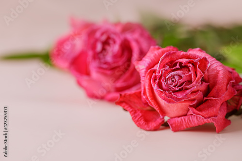 Wilted pink roses lie on a paper background. Horizontal photo of flowers close-up. Beauty of nature.  © OlPhoto