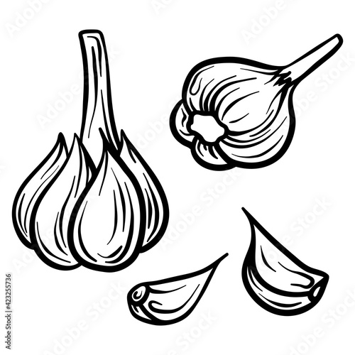 Garlic isolated on white background. Full garlic and garlic clove. Vector hand drawn outline illustration. Ingredient for cooking. Harvest. Farm vegetable.
