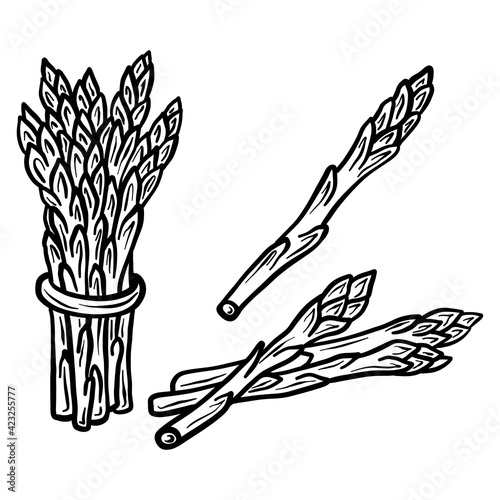 Asparagus isolated on white background. Full Asparagus and slice. Vector hand drawn outline illustration. Ingredient for cooking. Harvest. Farm vegetable.