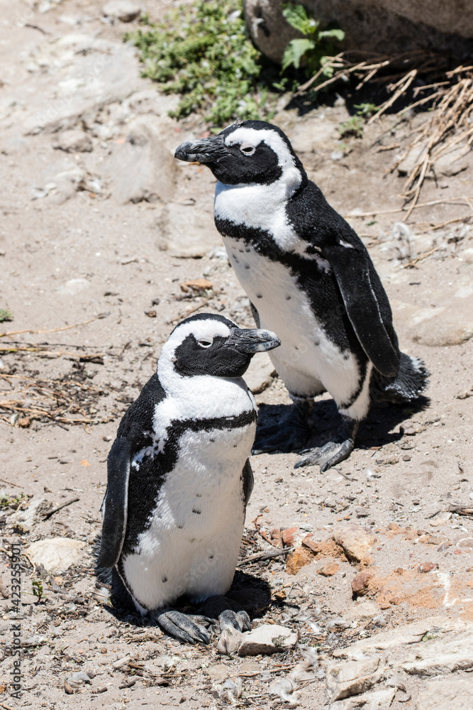 Obraz premium African penguin on the rocks near the ocean in Betty's Bay, Western Cape, South Africa