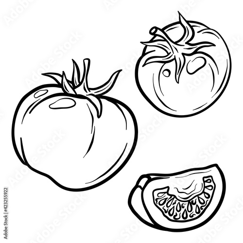 Tomato isolated on white background. Full tomato and slice. Vector hand drawn outline illustration. Ingredient for cooking. Harvest. Farm vegetable.