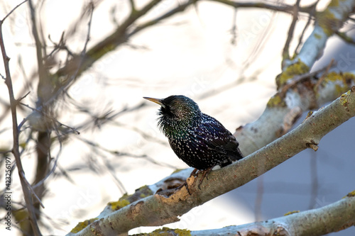Starling in spring. Latin: Sturnus Vulgaris. Starlings return to their native places in spring. Topic: arrival of spring. 