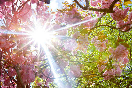 Scenic  view of a Cherry Blossom Tree  with the sun shinning through.   