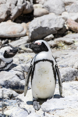 African penguin on the rocks near the ocean in Betty's Bay, Western Cape, South Africa  photo