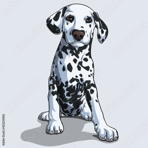 Cute Dalmatian dog sitting isolated on white background illustrated with colorful shadows and lights
