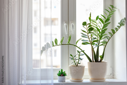 Home plants decorative and deciduous with green leaves on the windowsill. Zamioculcas Zamifolia Indoor Plant.