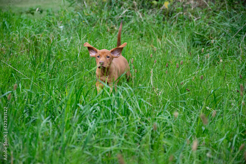 dog on the grass dog on the grass