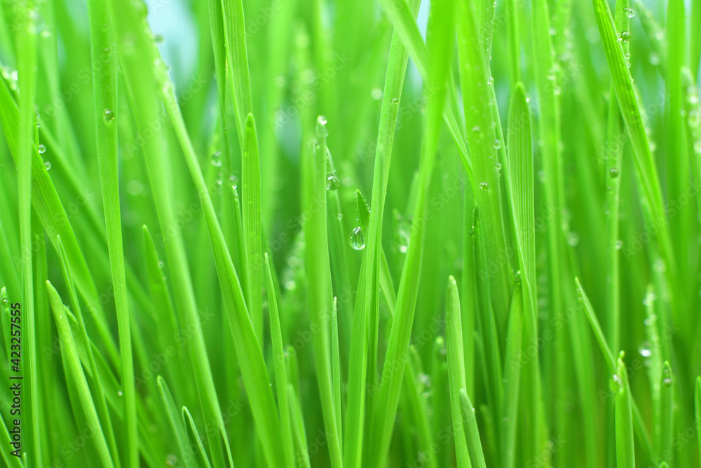 Fresh green grass with dew drops closeup.Wallpaper, water droplets on the leaves. Natural background, water and green leaves with morning dew after rain. Close-up. Fresh green grass with dew drops closeup.Wallpaper, water droplets on the leaves. Natural background, water and green leaves with morning dew after rain. Close-up.