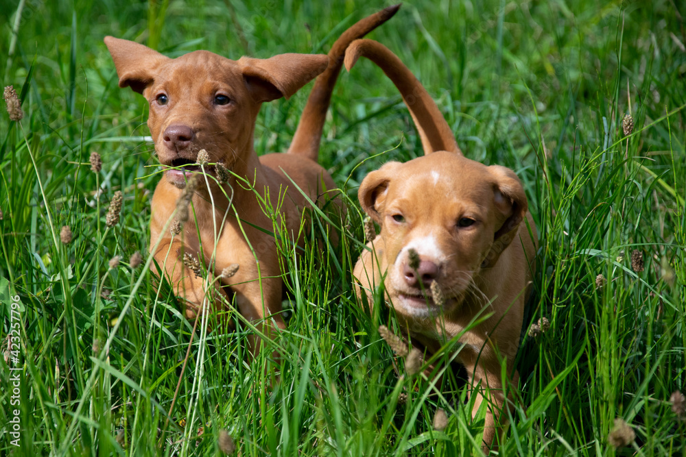 two dogs playing two dogs playing