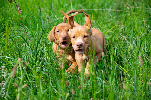 dogs in the grass