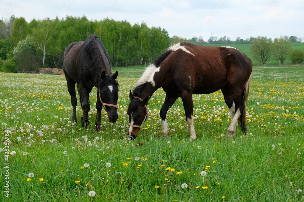 Two grazing brown horses on a green meadow with Taraxacum yellow flowers dandelions and silver ripe fruits among them on a sunny day. Two grazing brown horses on a green meadow with Taraxacum yellow flowers dandelions and silver ripe fruits among them on a sunny day.
