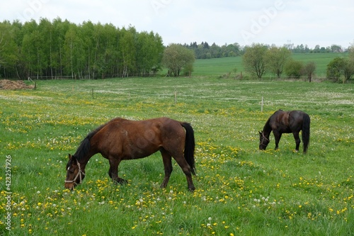 Two grazing brown horses on a green meadow with Taraxacum yellow flowers dandelions and silver ripe fruits among them on a sunny day.