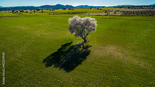 green field in spring