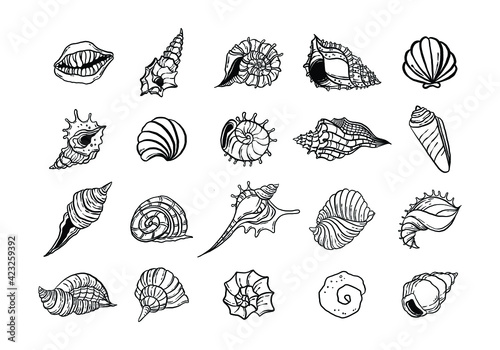 uncolored seashell illustration collection set. animated nautical animal in vector graphic for creative design. aquatic object animation isolated on white background.