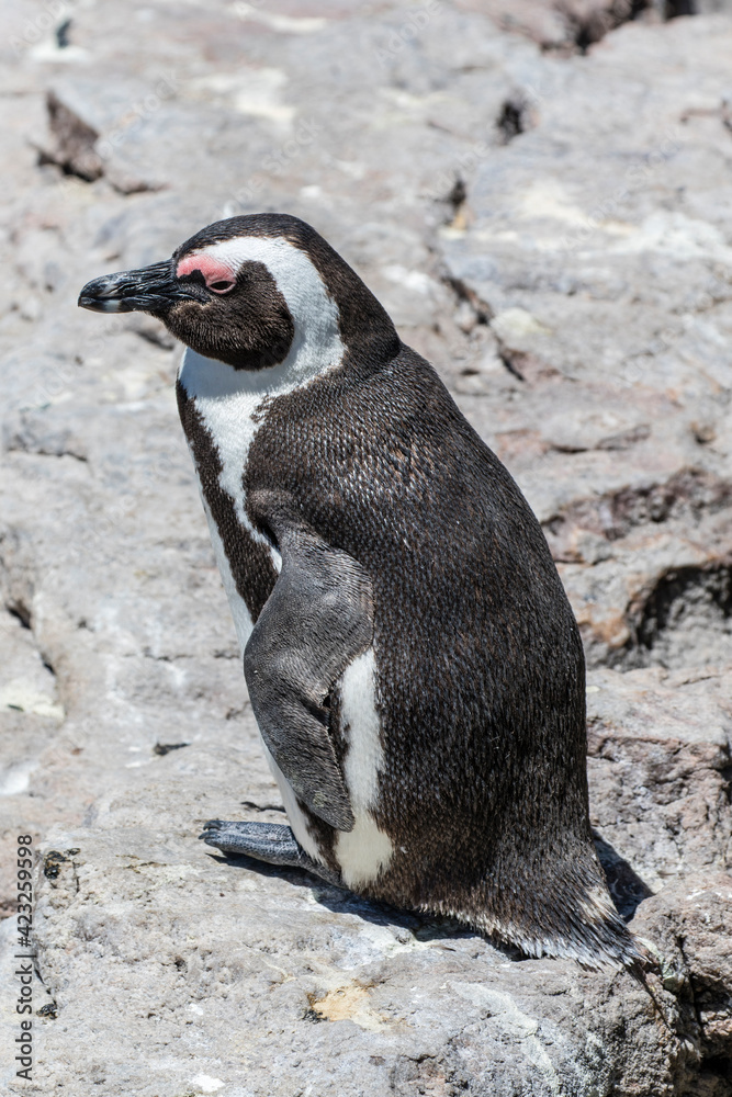 Obraz premium African penguin on the rocks near the ocean in Betty's Bay, Western Cape, South Africa 
