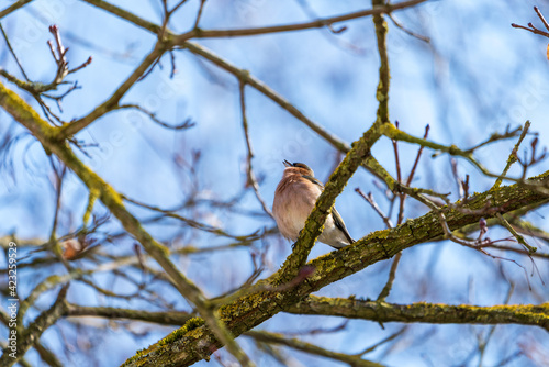 Braunfink im Baum
