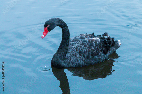 Fototapeta Naklejka Na Ścianę i Meble -  the black Swan
