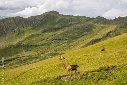 Animals grazing on mountain pastures on a sunny day in Swiss Alps