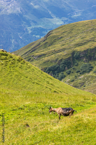 Animals grazing on mountain pastures on a sunny day in Swiss Alps