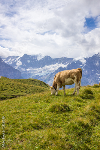 Animals grazing on mountain pastures on a sunny day in Swiss Alps