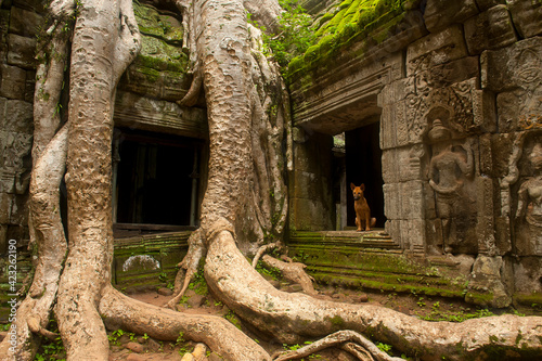 The Ta Prohm Temple located at Angkor in Cambodia    photo