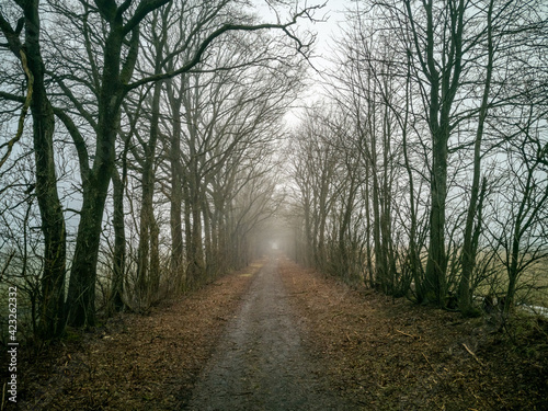 way to the woods © Hans Hansen