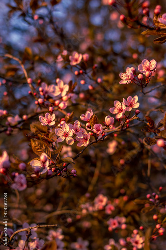 Pink almond blossom flowers during the golden hour.