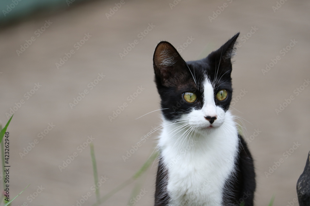black and white cat black and white cat