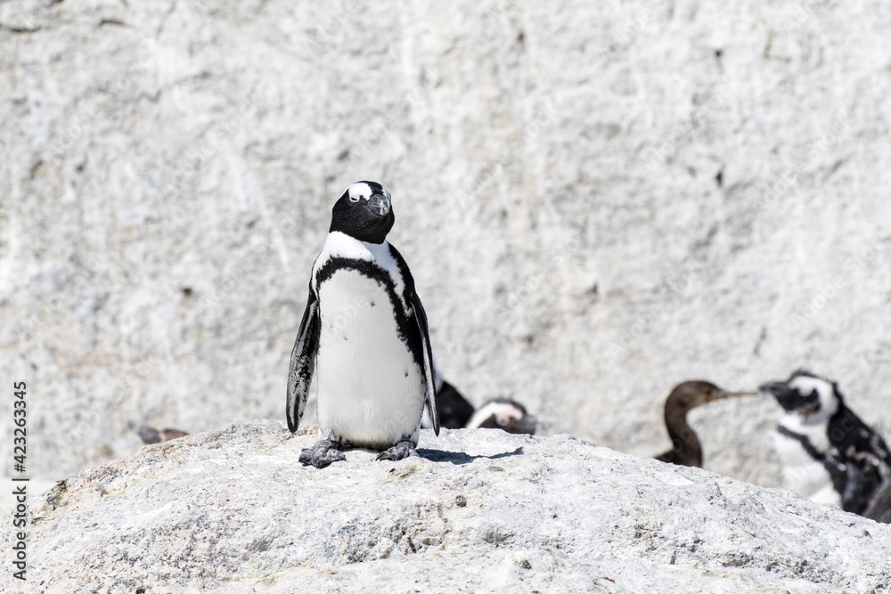 Fototapeta premium African penguin on the beach in Boulders Beach, Cape of Good Hope, Western Cape, South Africa 