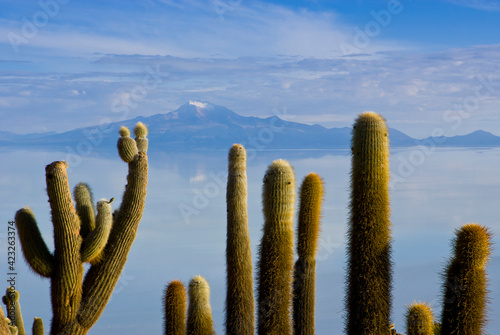 Cacti on a cliff overlooking the Uyuni Salt flats in Bolivia while being flooded during the  summer rainy season.  photo