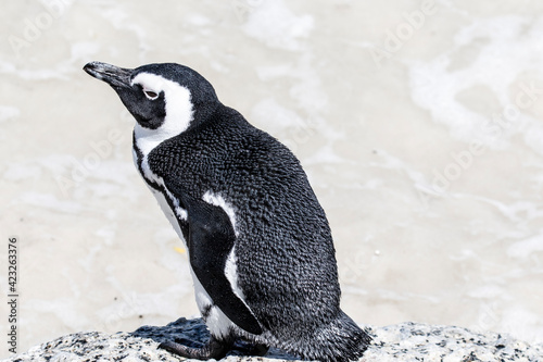 African penguin on the beach in Boulders Beach  Cape of Good Hope  Western Cape  South Africa 