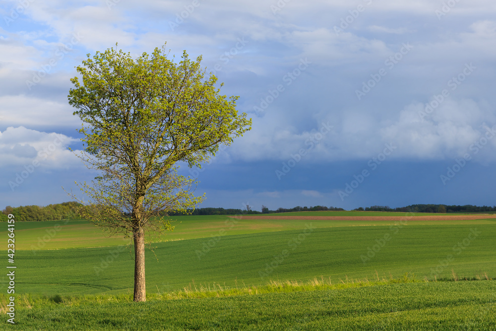 Green spring landscape