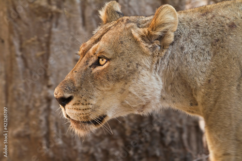 Side view portrait of a wild lioness in Mana Pools national park in Zimbabwe.    photo