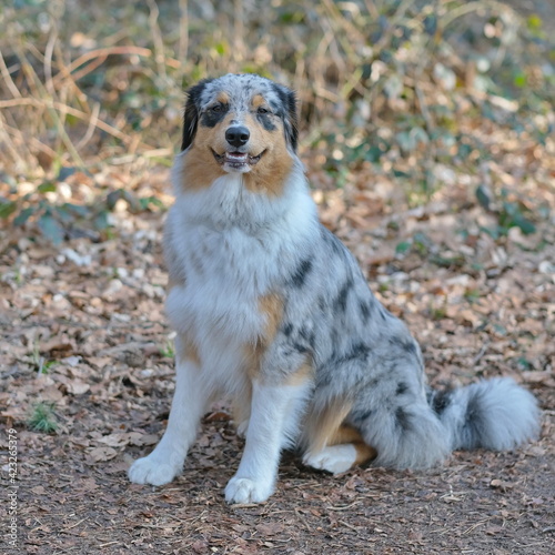 Ein dreifarbiger Hund steht auf den Pfoten in Wald und wird von der Sonne beleuchtet. Er hat schwarze und hell braune Flecken auf dem weißen Fell.