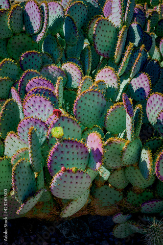 Purple prickly pear cactus