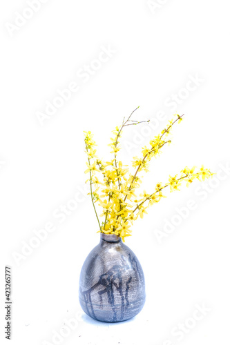 Twigs of blooming forsythia in a decorative vase isolated over a white background photo