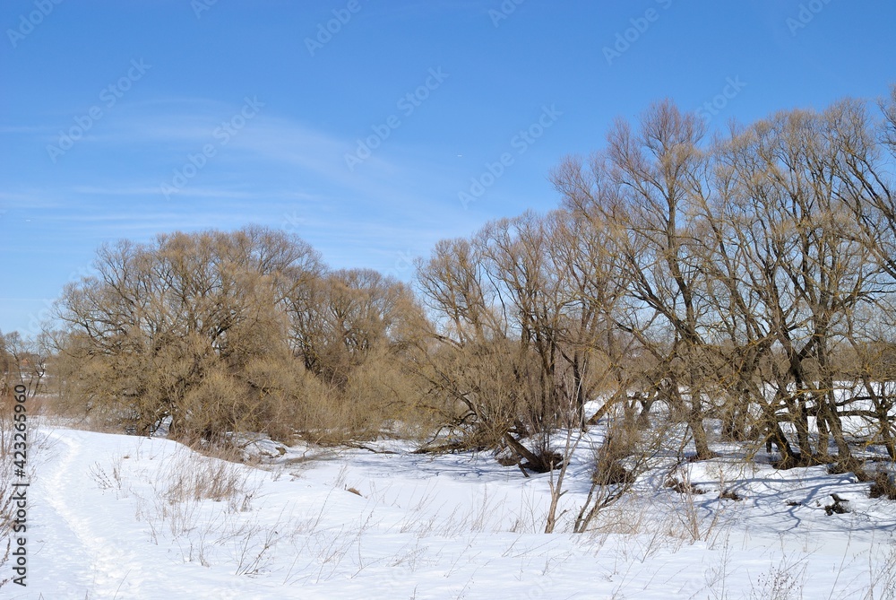 Spring walk through the forest