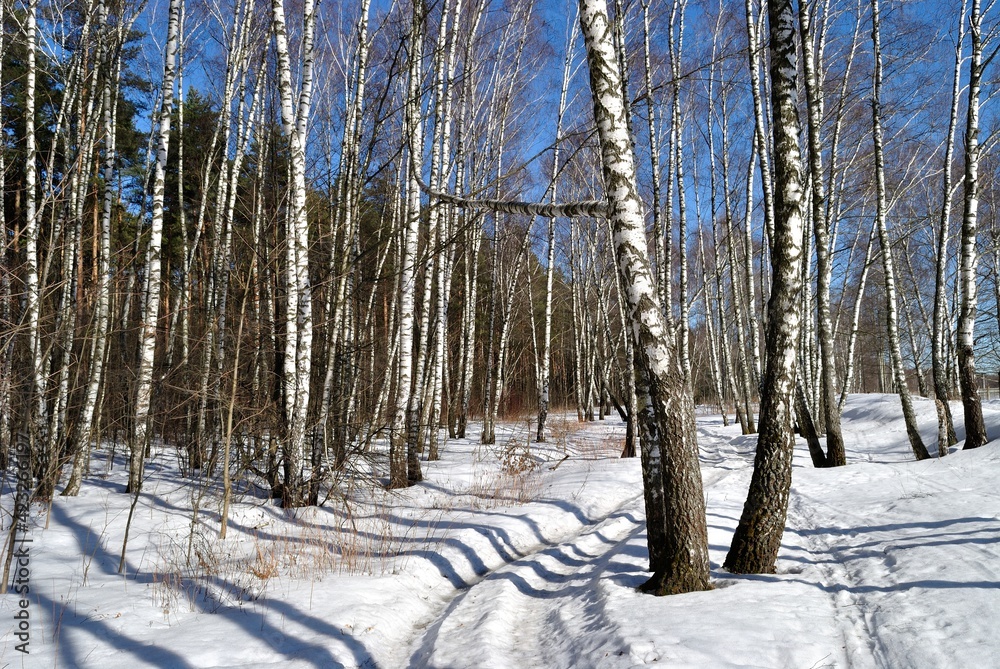 Naklejka premium Spring walk through the forest