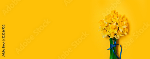 Fototapeta Naklejka Na Ścianę i Meble -  Bright yellow bouquet of daffodils on a blue background with space for text. Banner.