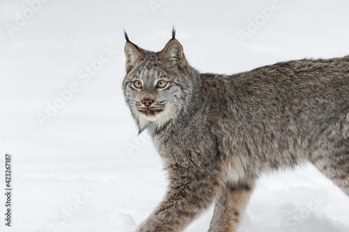 Canadian Lynx (Lynx canadensis) Looks Up While Walking By Winter